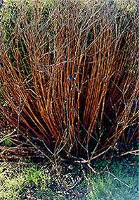 apocynum dry stalks