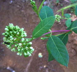 Apocynum flower (also called Indian Hemp or dogbane)