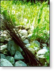 dogbane stalks (apocynum)