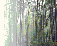Bamboo forest
