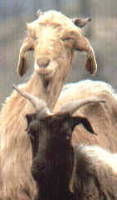 cashmere goat