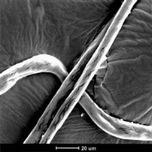 cotton microscope