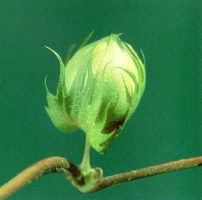green cotton ball