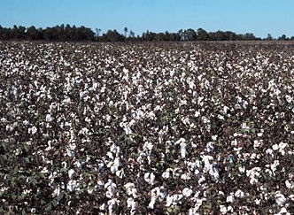 cotton field