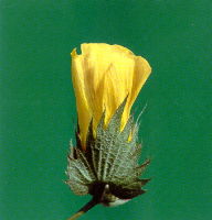 cotton flower in blossom