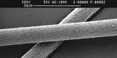 Surface view of Epitropic Fibers