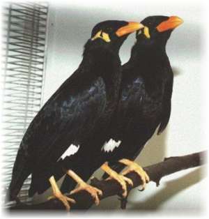 High density (HDPE) and high tenacity (GRET) polyethylene monofilament yarns for bird netting