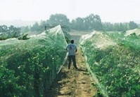 Protect your crop with high density (HDPE) and high tenacity (GRET) polyethylene monofilament yarns bird net