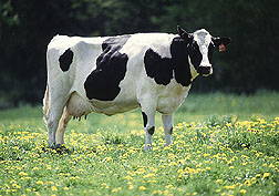 High density (HDPE) and high tenacity (GRET) polyethylene monofilament yarns for livestock fencing tapes and ropes