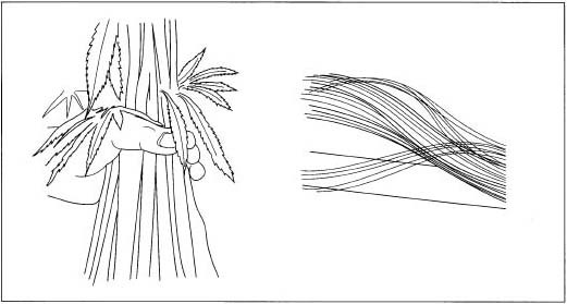 An example of hemp and hemp fibers.