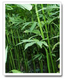 Hemp yarn