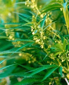 Ecologically friendly hemp yarn
