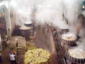 Hunan Isunte - degumming process of ramie fiber