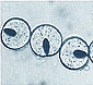 cross-section of Belltron type 638