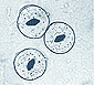 Cross-section of Belltron type 632
