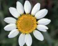 kapichrysanthemum.jpg (6315 Byte)