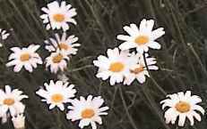 kapidaisy.jpg (6690 Byte)