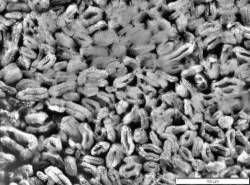 Litrax ONE - natural bio bamboo fiber - microscopic cross-sectional view