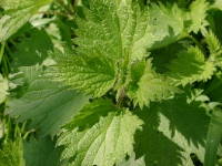 nettle plant
