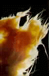 paper yarn fibers