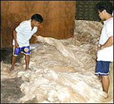 Classification of Abaca Fiber