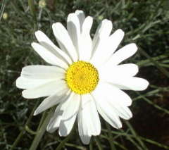 natural pyrethrum extracted from daisy to repell insects