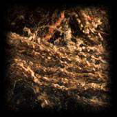 antibacteria fibers