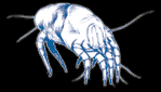dust mite in bed linen