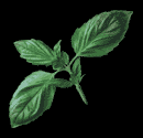 Aroma therapy with Nui Zen fibers for your well being