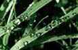 planta1.jpg
