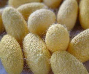 silk cocoon
