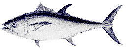 tunafsh1.gif (4501 Byte)