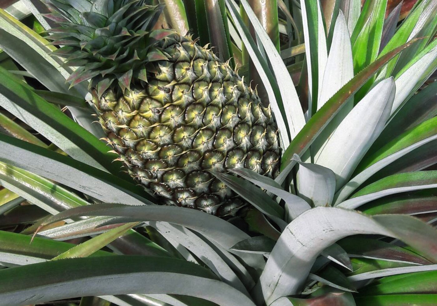 A pineapple in a plant.