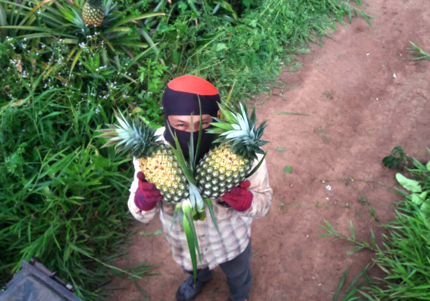 Harvesting of pineapple