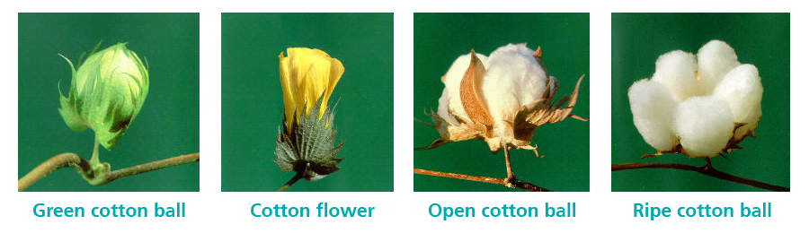 Growth stages of cotton with Swicofil, expert in yarn and fiber specialities