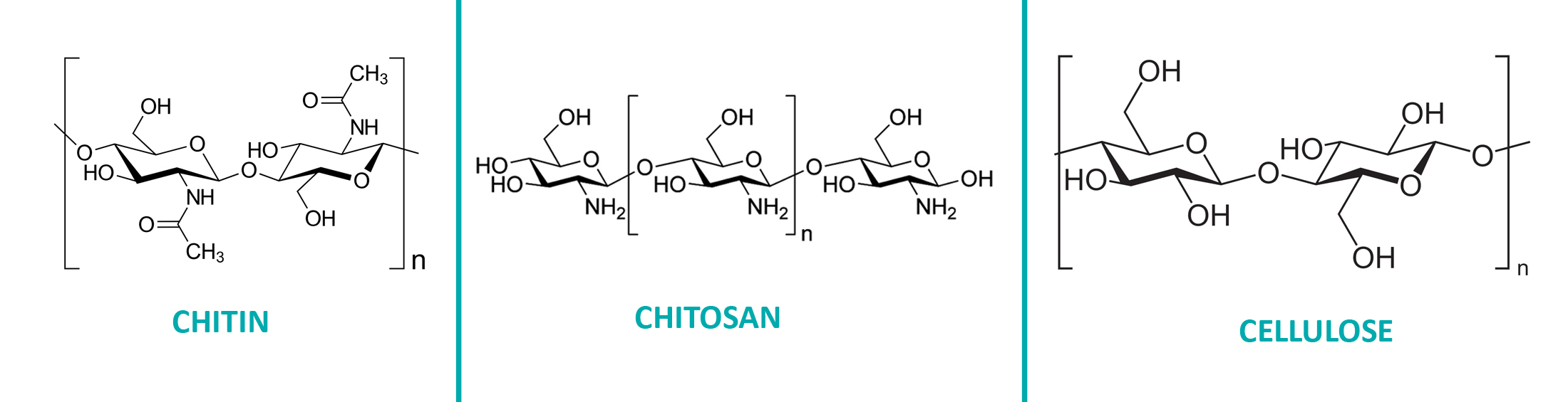 Comparison in terms of chemical structure of chitin, chitosan and cellulose.