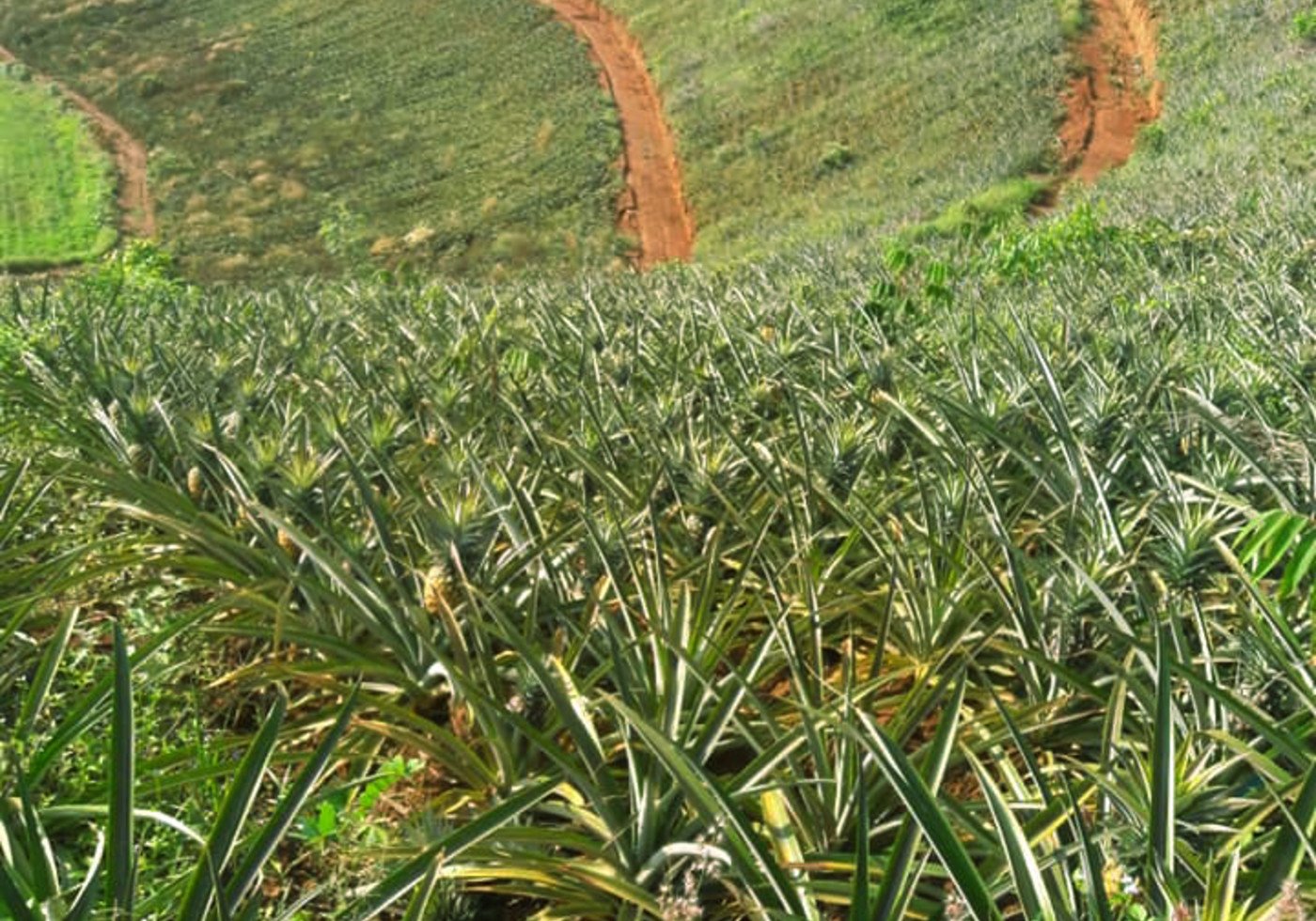 Overview over a pineapple farm