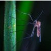 Applications and developments against insects with yarn, fibers and support by Swicofil