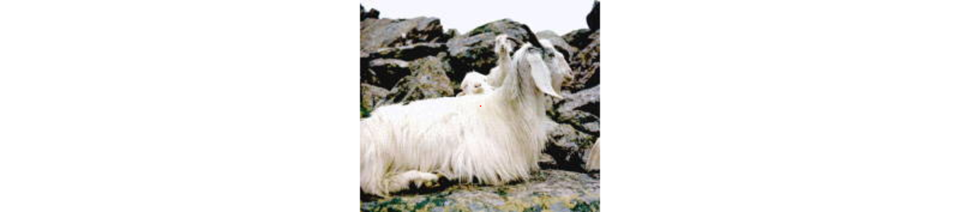 Hebei Founder, the supplier of the rawmaterial for cashmere - the cashmere goatswool goat