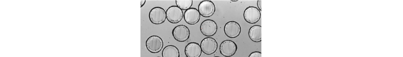 Cross sectional view of Epitropic fibers