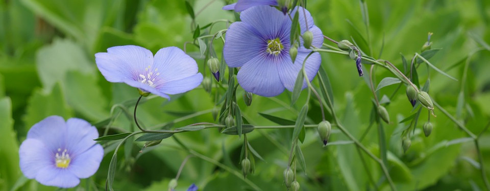 Linen / Flax