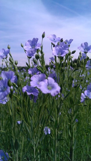 Flax linen blower in blossom