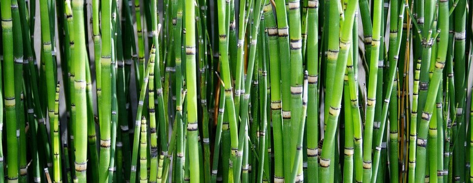 Bamboo (natural) BAM